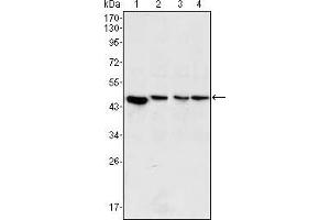 Western blot analysis using MAP2K2 mouse mAb against PC-12 (1), Jurkat (2), Hela (3) and NIH/3T3 (4) cell lysate.