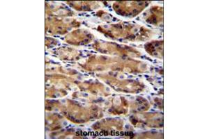 AT immunohistochemistry analysis in formalin fixed and paraffin embedded human stomach tissue followed by peroxidase conjugation of the secondary antibody and DAB staining. (ATG16L2 Antikörper  (AA 277-304))