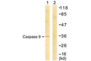 Western blot analysis of extracts from COS7 cells, treated with Etoposide 25uM 24h, using Caspase 9 (Ab-144) Antibody. (Caspase 9 Antikörper  (AA 110-159))