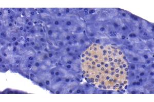 Detection of CASP9 in Mouse Pancreas Tissue using Polyclonal Antibody to Caspase 9 (CASP9) (Caspase 9 Antikörper  (AA 1-200))