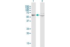 Western Blot analysis of PORCN expression in transfected 293T cell line by PORCN MaxPab polyclonal antibody. (PORCN Antikörper  (AA 1-450))