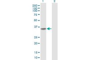 Western Blot analysis of POLR3F expression in transfected 293T cell line by POLR3F MaxPab polyclonal antibody. (POLR3F Antikörper  (AA 1-316))