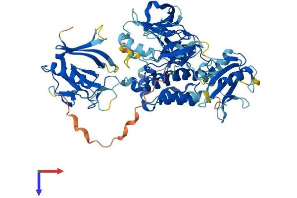 NR4A3 Protein (AA 1-631) (His tag)