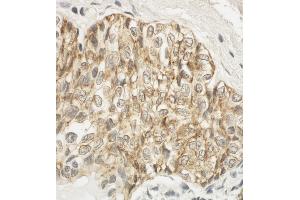 Immunohistochemistry (IHC) image for anti-F11 Receptor (F11R) (AA 249-299) antibody (ABIN7453715) (F11R Antikörper  (AA 249-299))
