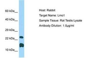 Image no. 1 for anti-LIM Domain Only 1 (Rhombotin 1) (LMO1) (C-Term) antibody (ABIN6749813)