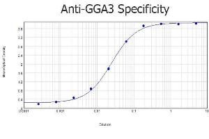 ELISA results of purified Rabbit anti-GGA3 Antibody tested against BSA-conjugated peptide of immunizing peptide. (GGA3 Antikörper  (AA 400-415))
