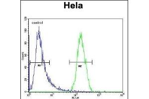 TRIM38 Antibody (C-term) (ABIN657328 and ABIN2846398) flow cytometric analysis of Hela cells (right histogram) compared to a negative control cell (left histogram). (TRIM38 Antikörper  (C-Term))