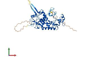Protein Structure (PS) image for LIM and Cysteine-Rich Domains 1 (LMCD1) (AA 1-365) protein (His tag) (ABIN7559905)