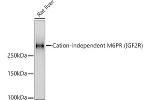 Western blot analysis of extracts of Rat liver, using Cation-independent M6PR (IGF2R) antibody (ABIN7267905) at 1:1000 dilution. (IGF2R Antikörper)