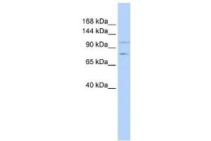PTPRH antibody used at 1 ug/ml to detect target protein. (PTPRH Antikörper  (Middle Region))