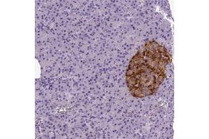 Immunohistochemical staining (Formalin-fixed paraffin-embedded sections) of human pancreas shows strong cytoplasmic positivity in islets of Langerhans.