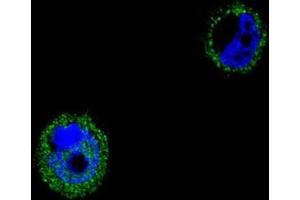 Immunofluorescence (IF) image for anti-Vacuolar Protein Sorting 52 Homolog (VPS52) (AA 613-641), (C-Term) antibody (ABIN955527)