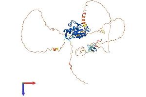 MDM4-binding Protein Protein (AA 1-489) (His tag)