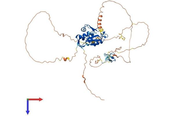 MDM4-binding Protein Protein (AA 1-489) (His tag)