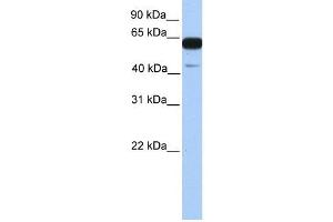 PWWP2A antibody used at 1 ug/ml to detect target protein. (PWWP2A Antikörper  (C-Term))