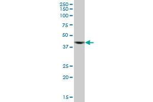 ACTR10 MaxPab polyclonal antibody. (ACTR10 Antikörper  (AA 1-417))