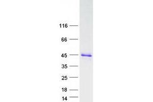 Western Blotting (WB) image for Charged Multivesicular Body Protein 4A (CHMP4A) protein (Myc-DYKDDDDK Tag) (ABIN2713983)