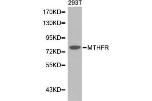 Western blot analysis of extracts of 293T cell line, using MTHFR antibody. (MTHFR Antikörper  (AA 1-230))