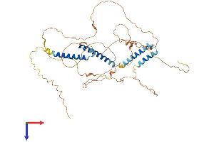 BHLHE41 Protein (AA 1-482) (His tag)