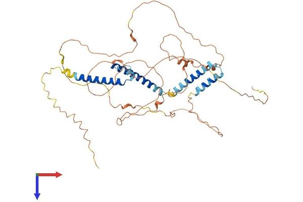 BHLHE41 Protein (AA 1-482) (His tag)