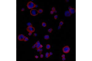 Immunofluorescence (IF) image for anti-CD274 (PD-L1) (C-Term) antibody (ABIN7454042) (Rekombinanter PD-L1 Antikörper  (C-Term))