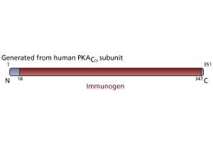 Image no. 3 for anti-Protein Kinase A, alpha (PRKACA) (AA 18-347) antibody (ABIN968293) (PRKACA Antikörper  (AA 18-347))