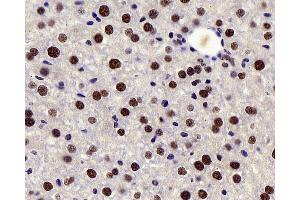 Immunohistochemistry analysis of paraffin-embedded mouse liver using c-Fos Polyclonal Antibody at dilution of 1:200. (c-FOS Antikörper)