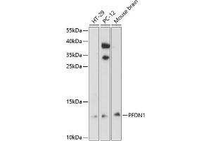 Western blot analysis of extracts of various cell lines, using PFDN1 antibody (ABIN6129588, ABIN6145476, ABIN6145477 and ABIN6224751) at 1:3000 dilution. (PFDN1 Antikörper  (AA 1-122))