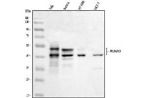 Western blot analysis of RUNX3 using anti-RUNX3 antibody (ABIN3043429). (RUNX3 Antikörper  (AA 128-270))