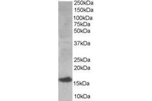 Western Blotting (WB) image for anti-Ubiquitin-Conjugating Enzyme E2I (UBE2I) (N-Term) antibody (ABIN2465320) (UBE2I Antikörper  (N-Term))