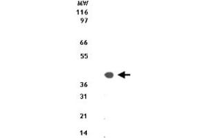 Western blot analysis of 10 ug of total cell lysate from Jurkat cells with Dap3 polyclonal antibody  at 1 ug/mL . (DAP3 Antikörper  (AA 44-57))