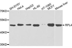 Western blot analysis of extracts of various cells, using RPL4 antibody.