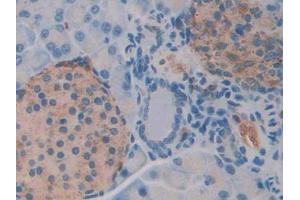 DAB staining on IHC-P; Samples: Mouse Pancreas Tissue (NAGA Antikörper  (AA 218-415))