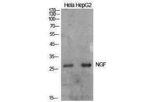 Western Blotting (WB) image for anti-Nerve Growth Factor (NGF) (Internal Region) antibody (ABIN3181419) (Nerve Growth Factor Antikörper  (Internal Region))
