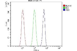 anti-Amino-terminal Enhancer of Split (AES) (AA 69-138) antibody