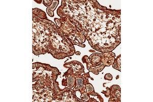 Immunohistochemical analysis of paraffin-embedded Human placenta tissue using A performed on the Leica® BOND RXm. (Annexin V Antikörper  (N-Term))