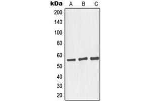 Western blot analysis of GRASP55 expression in HepG2 (A), Raji (B), LOVO (C) whole cell lysates.