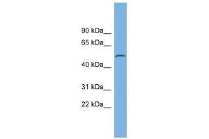 CAMK1G antibody used at 1 ug/ml to detect target protein. (CAMK1G Antikörper  (N-Term))