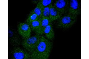A431 cells were stained with Cyclin D3 (4A8) Monoclonal Antibody  at [1:200] incubated overnight at 4C, followed by secondary antibody incubation, DAPI staining of the nuclei and detection.