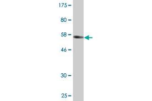 Western Blotting (WB) image for anti-Cell Growth Regulator with Ring Finger Domain 1 (CGRRF1) (AA 1-332) antibody (ABIN524123)