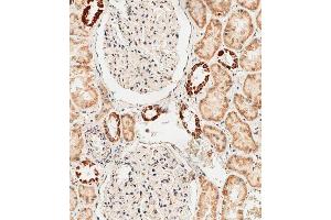 Immunohistochemical analysis of paraffin-embedded human kidney tissue using D performed on the Leica® BOND RXm.