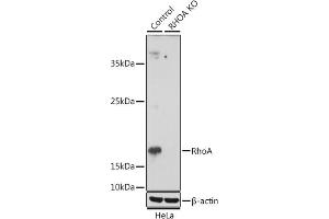 Western blot analysis of extracts from normal (control) and RhoA knockout (KO) HeLa cells, using RhoA antibody (ABIN7269865) at 1:1000 dilution. (RHOA Antikörper  (AA 1-193))