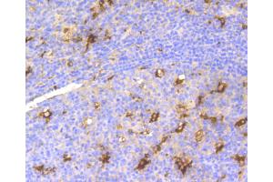 Immunohistochemistry of paraffin-embedded human tonsil using LYZ antibody (ABIN5997039) at dilution of 1/100 (40x lens). (LYZ Antikörper)