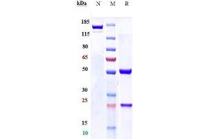 Anti-FGFR3 / CD333 Reference Antibody (LY3076226) on SDS-PAGE under reducing (R) condition.