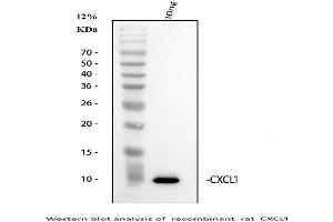 Western blot analysis of GRO alpha using anti-GRO alpha antibody (ABIN5693092).