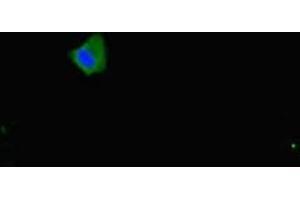 Immunofluorescent analysis of Hela cells using ABIN7160153 at dilution of 1:100 and Alexa Fluor 488-congugated AffiniPure Goat Anti-Rabbit IgG(H+L) (SLC16A1 Antikörper  (AA 159-201))