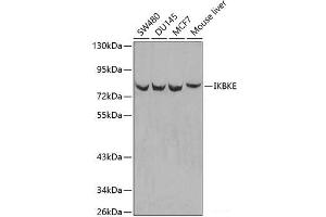 Western blot analysis of extracts of various cell lines using IKBKE Polyclonal Antibody. (IKKi/IKKe Antikörper)