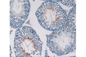 IHC-P analysis of Mouse Testis Tissue, with DAB staining. (CXCL12 Antikörper  (AA 22-89))