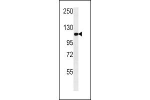 GPRC1C Antibody  (ABIN652205 and ABIN2840753) western blot analysis in NCI- cell line lysates (35 μg/lane). (Metabotropic Glutamate Receptor 3 Antikörper  (C-Term))