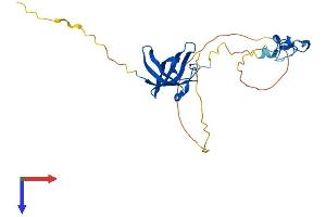 LIN28B Protein (AA 1-247) (His tag)